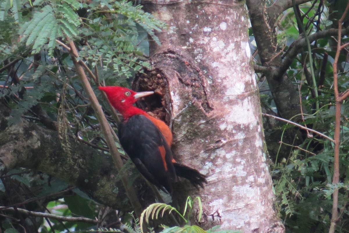 Red-necked Woodpecker - Javier Márquez