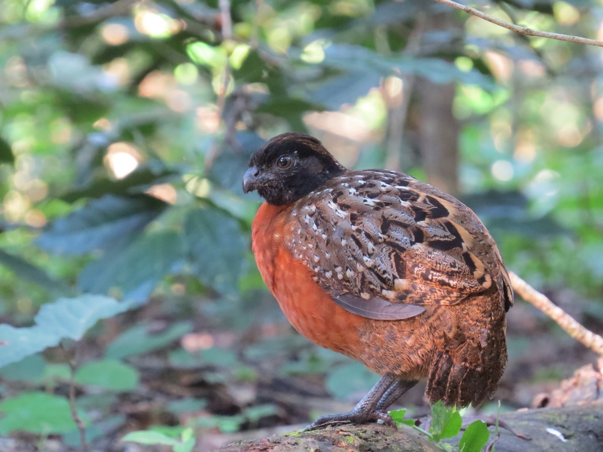Rufous-breasted Wood-Quail - Javier Márquez