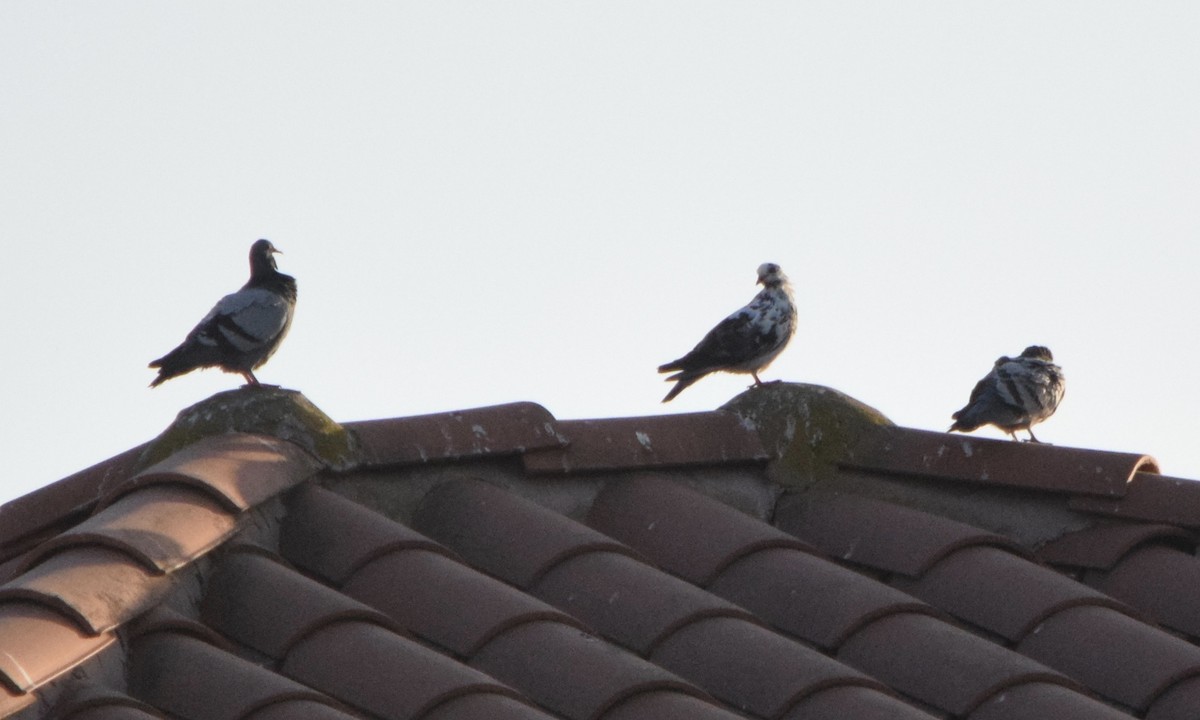 Rock Pigeon (Feral Pigeon) - ML182175941