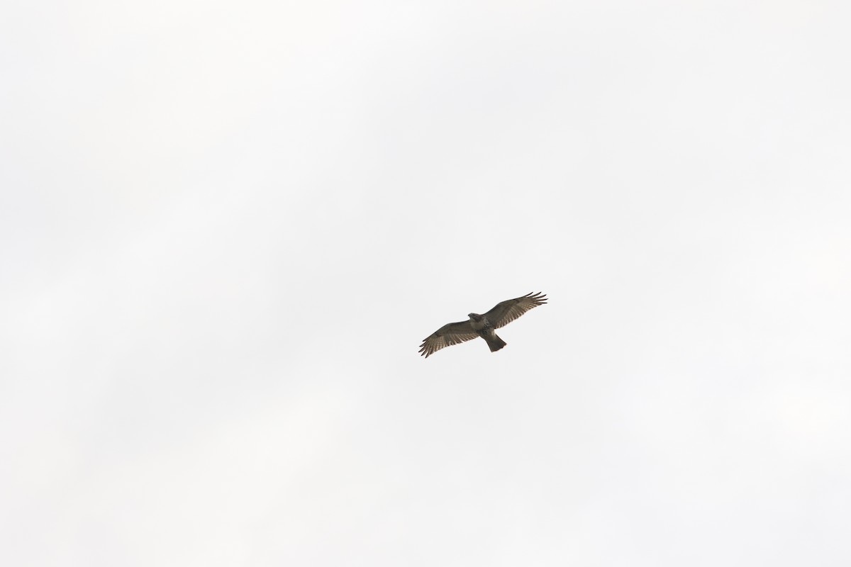 Red-tailed Hawk - Dan Gesualdo