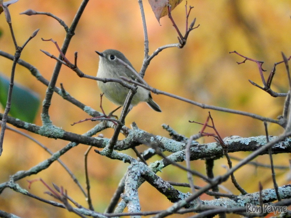 Ruby-crowned Kinglet - Ron Payne