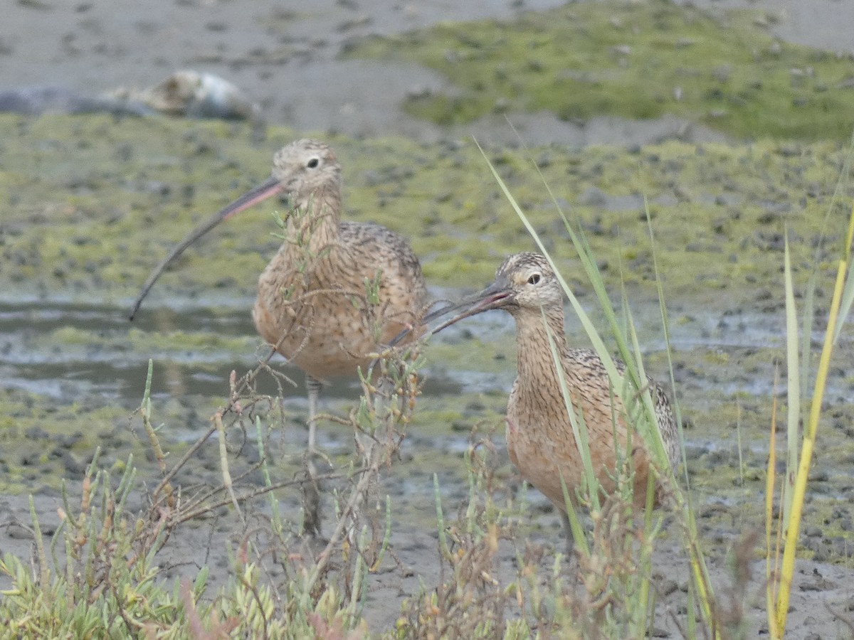 Long-billed Curlew - Gerry and Linda Baade