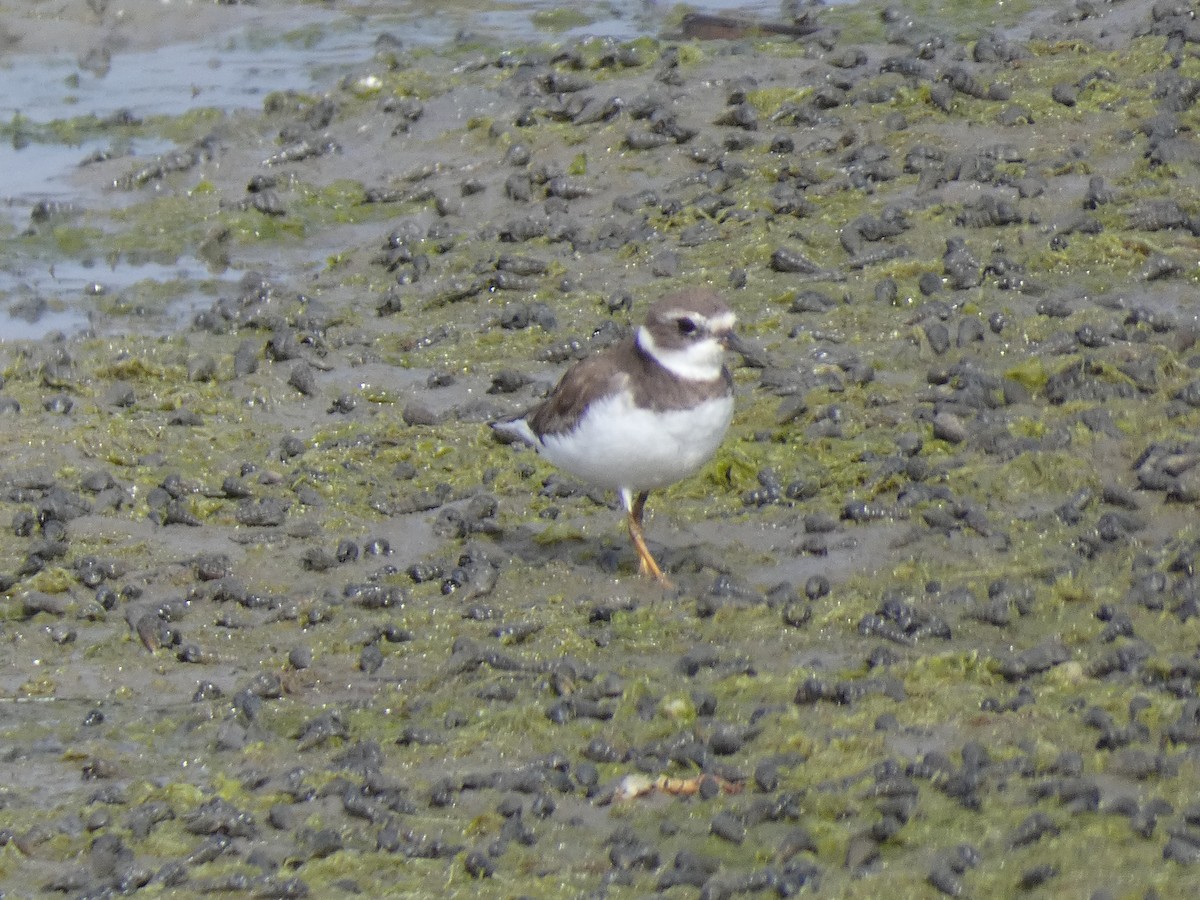 Semipalmated Plover - ML182187091