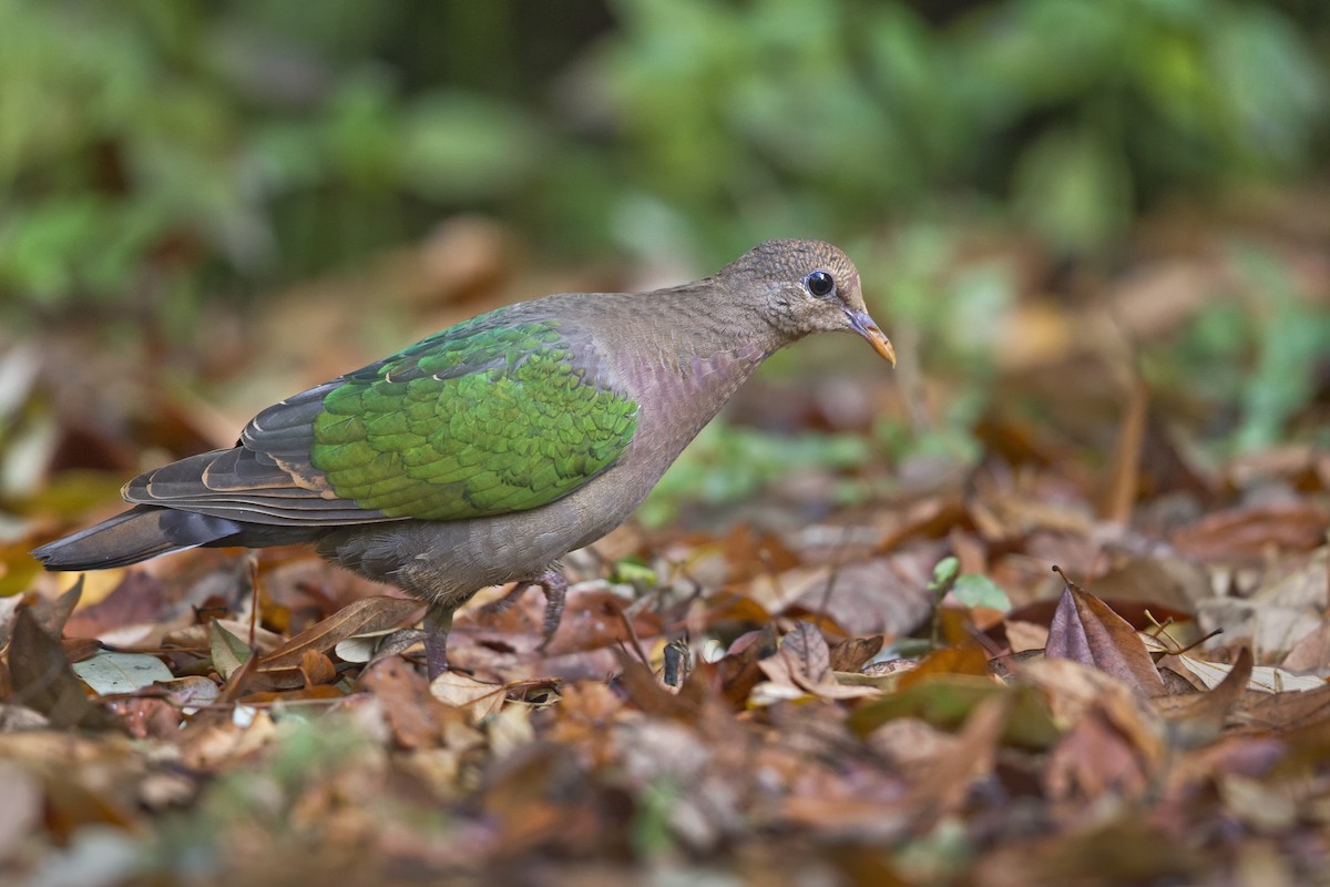 Pacific Emerald Dove - Mat Gilfedder