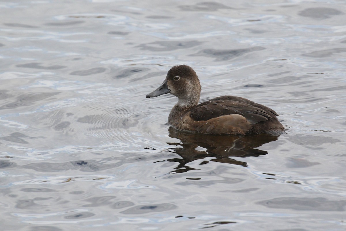 Ring-necked Duck - ML182190151