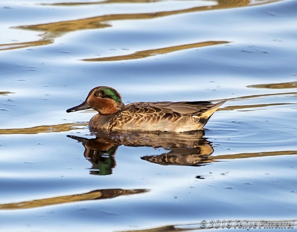 Green-winged Teal - ML182190711