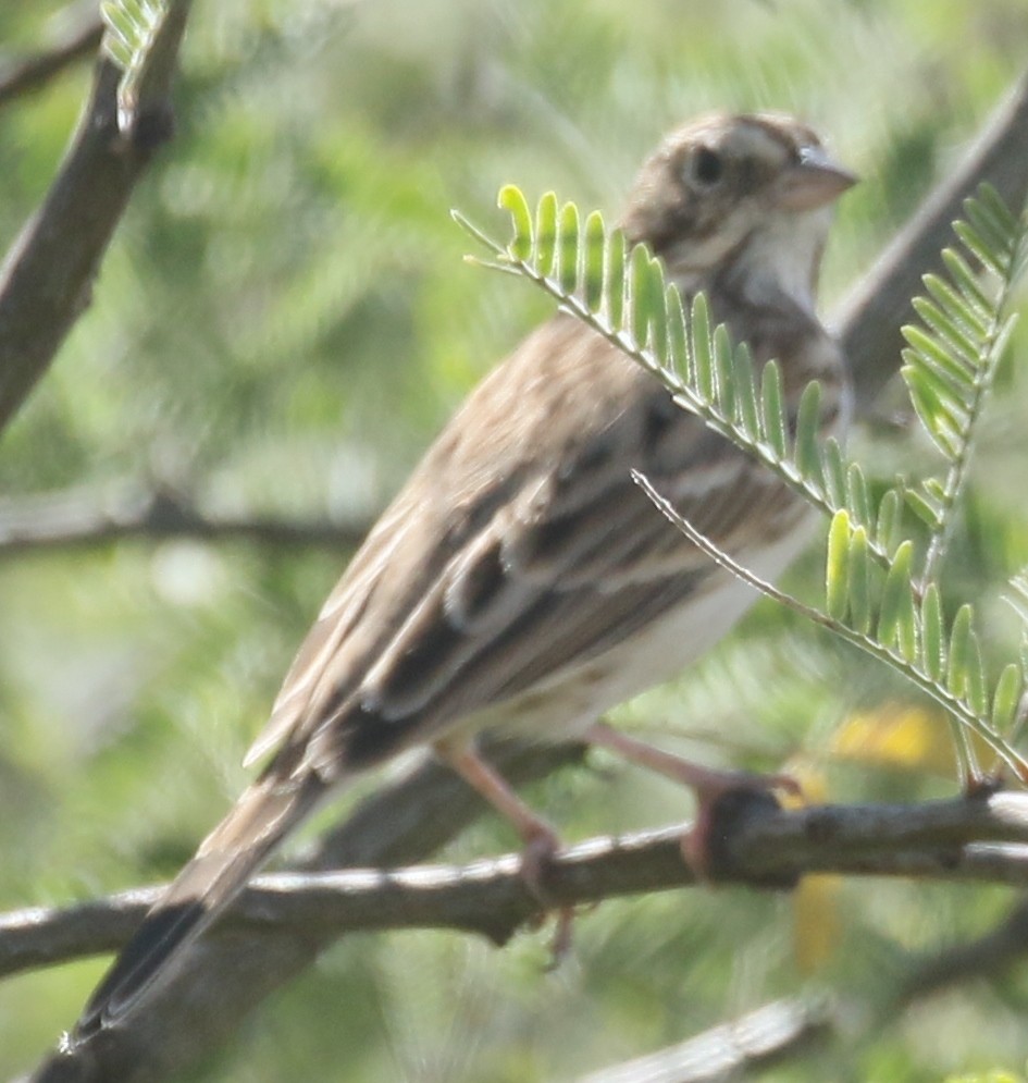 Vesper Sparrow - ML182191371