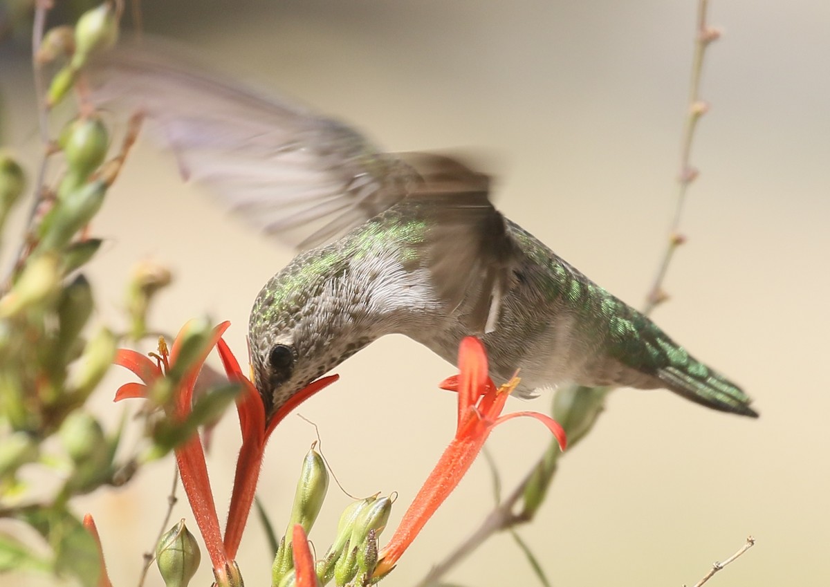Anna's Hummingbird - Debby Parker
