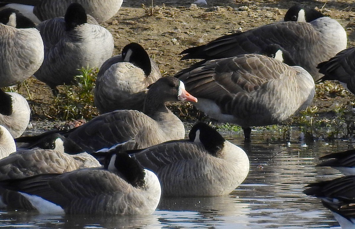 Greater White-fronted Goose - Bob Curry