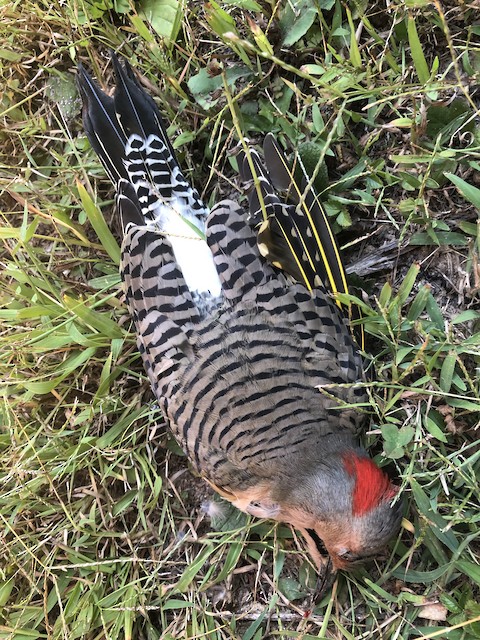 Dead bird from window collision. - Northern Flicker (Yellow-shafted) - 