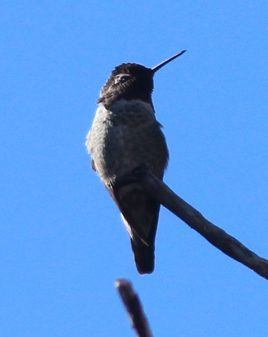 Ebird Checklist Oct Miller Canyon Trail Species