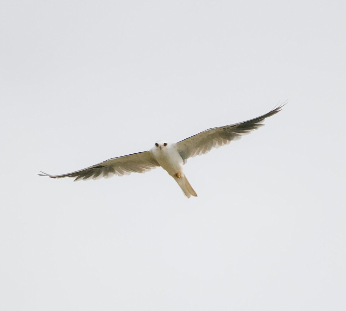 White-tailed Kite - Isaias Morataya