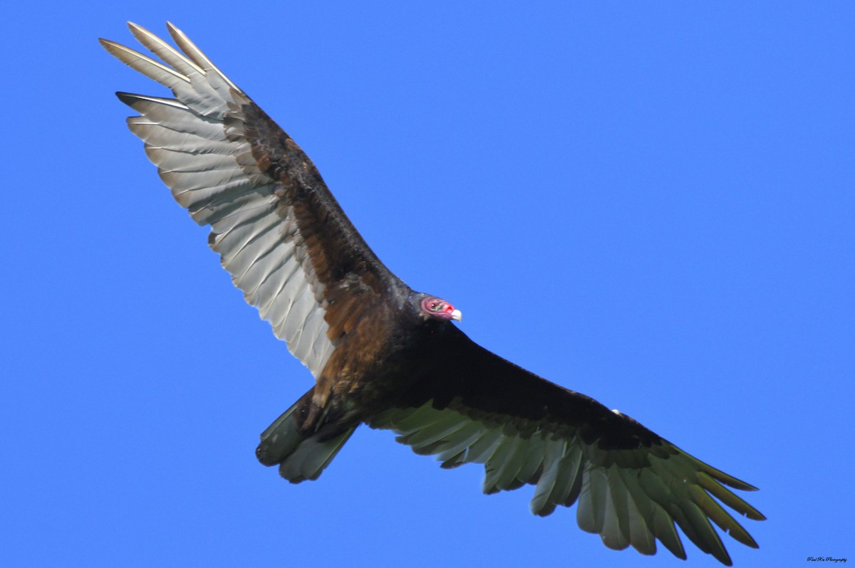 Turkey Vulture - Paul Xu
