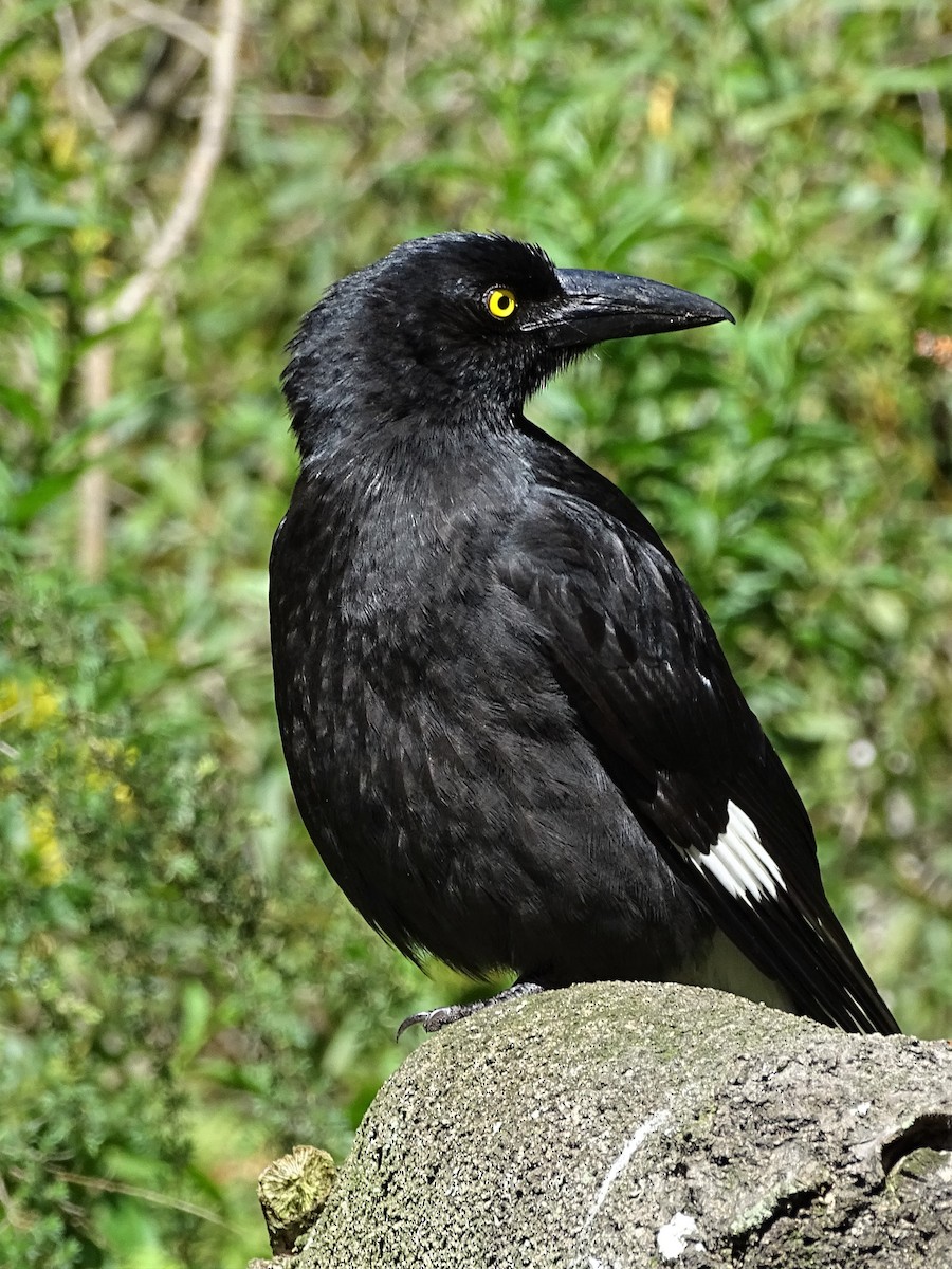 Pied Currawong - ML182205081