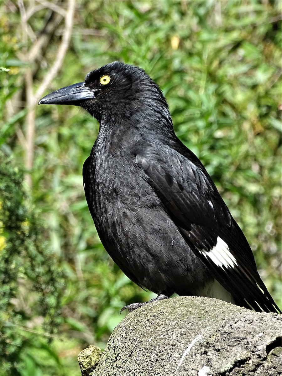 Pied Currawong - ML182205101