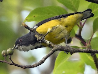 adultes Männchen - Khemthong Tonsakulrungruang - ML182213041