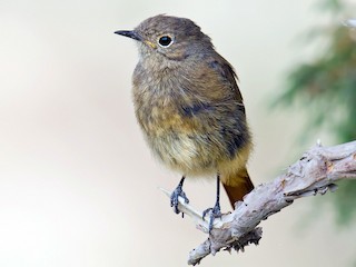 Immature male - Craig Brelsford - ML182213111