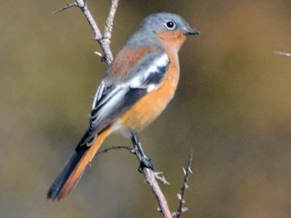 Adult male - Cathy Pasterczyk - ML182213121