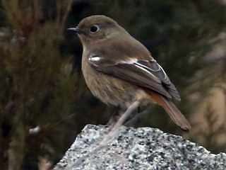 นกเพศเมียเต็มวัย - Zhen niu - ML182213141