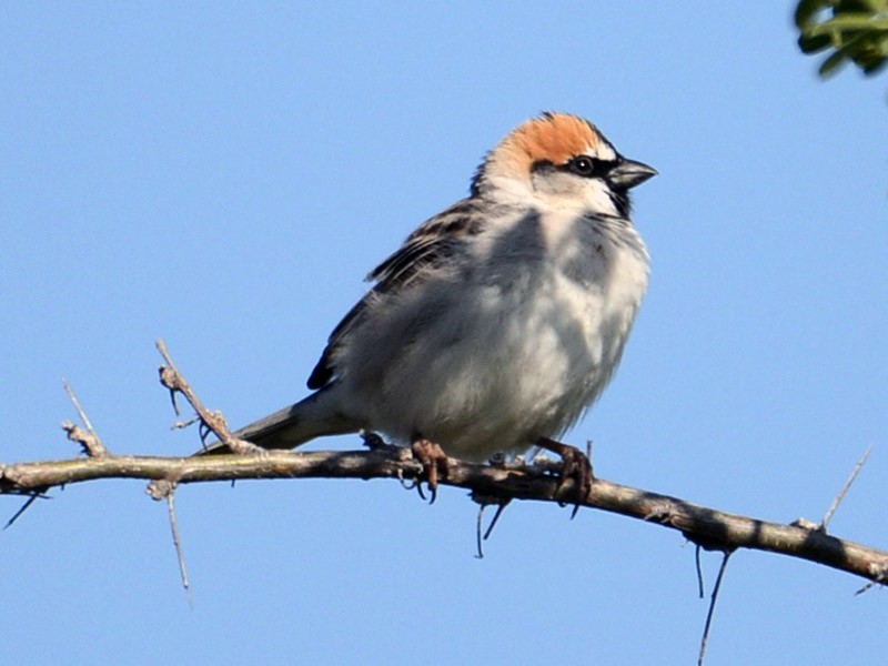 Saxaul Sparrow - Alan Van Norman