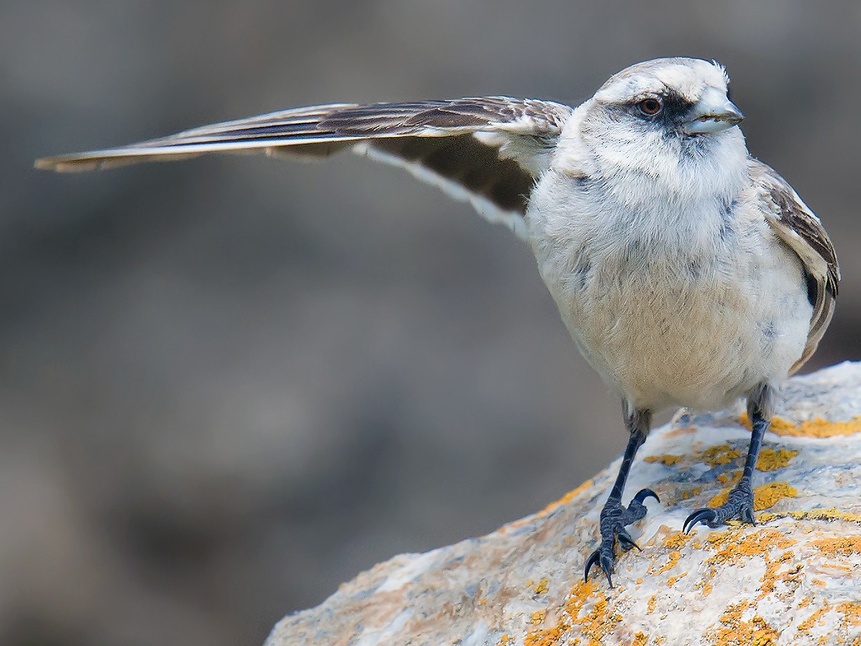 White-rumped Snowfinch - Craig Brelsford