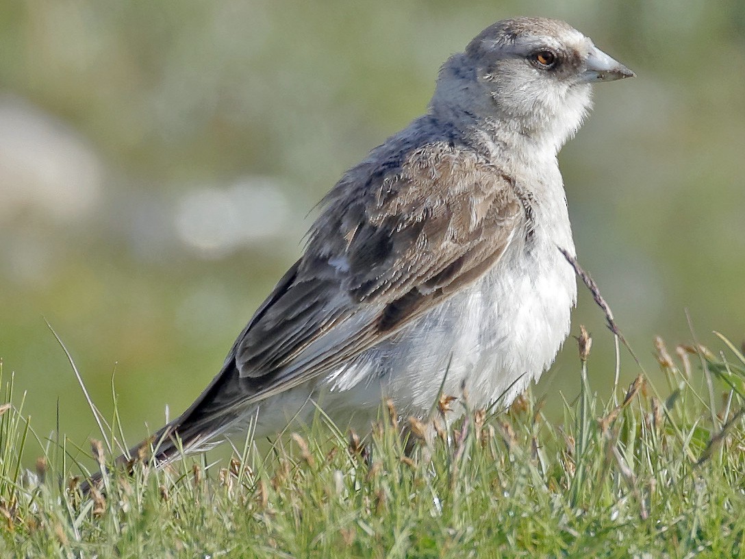 White-rumped Snowfinch - Dave Curtis