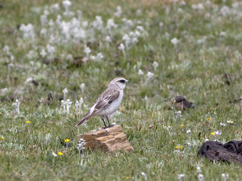 White-rumped Snowfinch - Raphael Lebrun