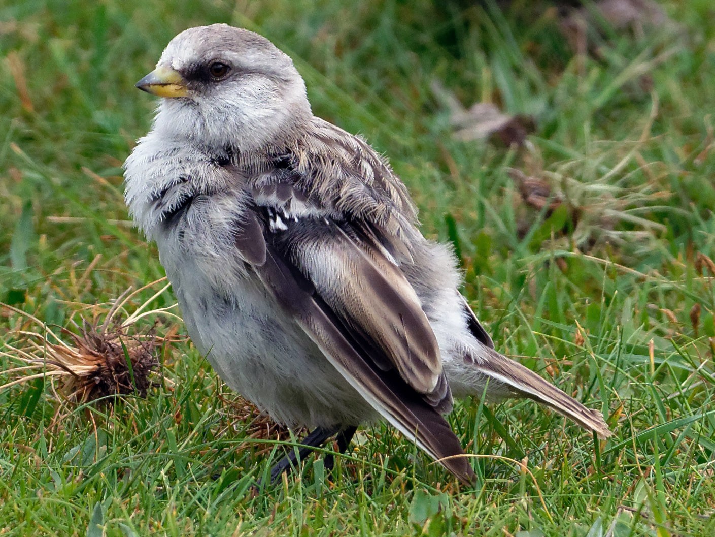 White-rumped Snowfinch - Vincent Wang