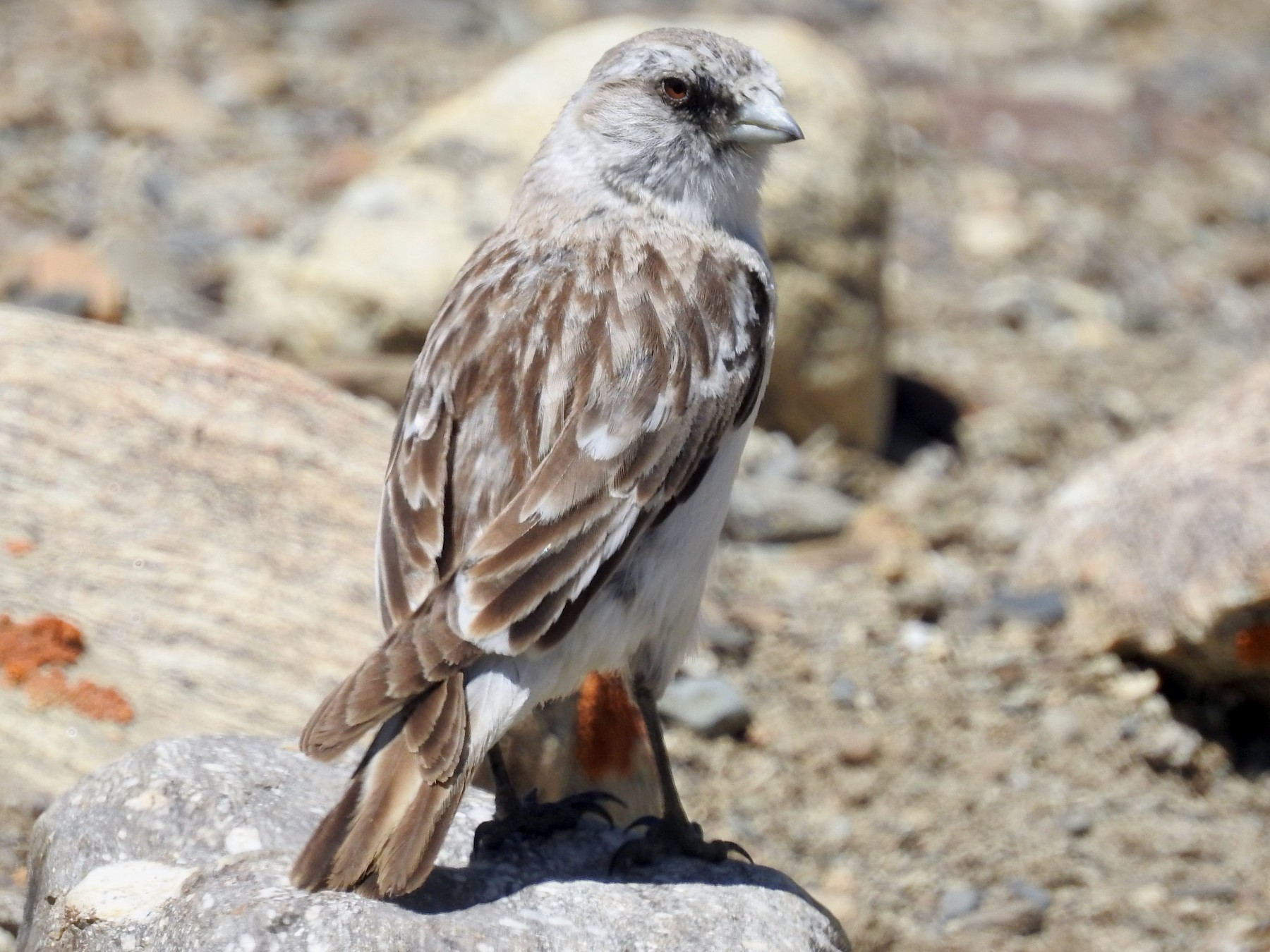 White-rumped Snowfinch - Ashwin Viswanathan