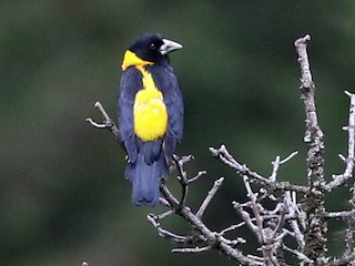 Male - Charley Hesse TROPICAL BIRDING - ML182215651