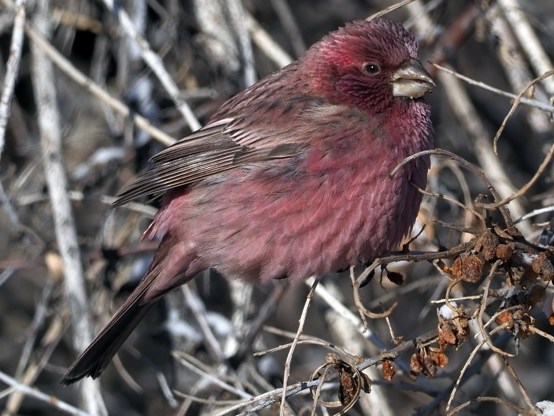 Red-mantled Rosefinch - Silas Olofson