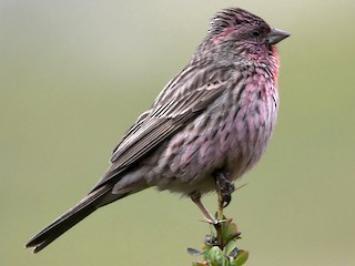  - Himalayan Beautiful Rosefinch
