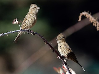  - Himalayan Beautiful Rosefinch