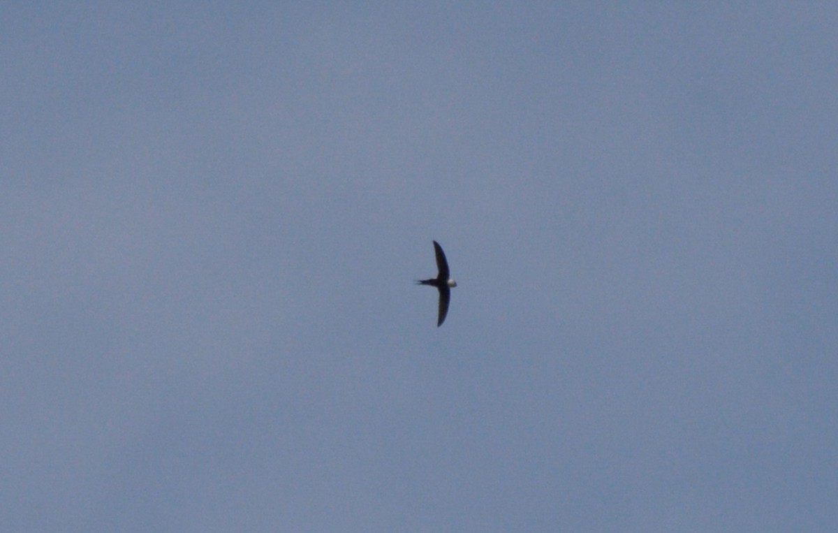 Lesser Swallow-tailed Swift - Luis Trinchan