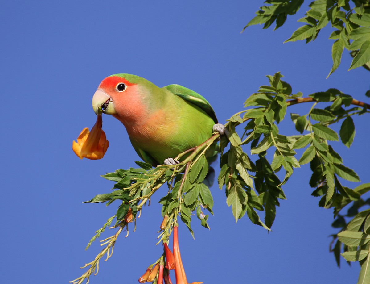 Rosy-faced Lovebird - Andrew Theus