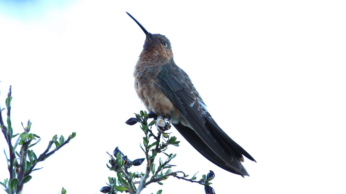 Giant Hummingbird - ML182220731