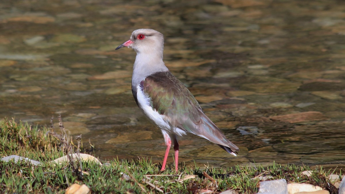 Andean Lapwing - ML182220741
