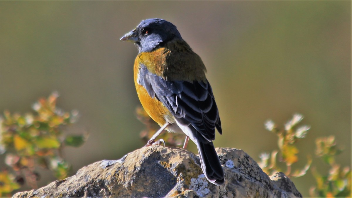 Peruvian Sierra Finch - ML182220821