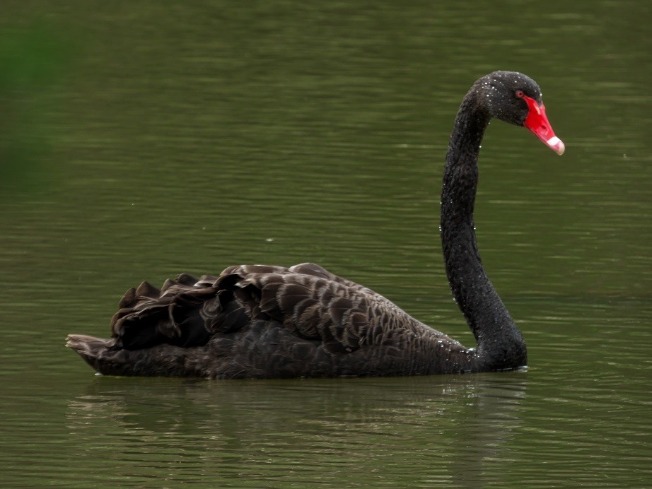 Black Swan - ML182221211