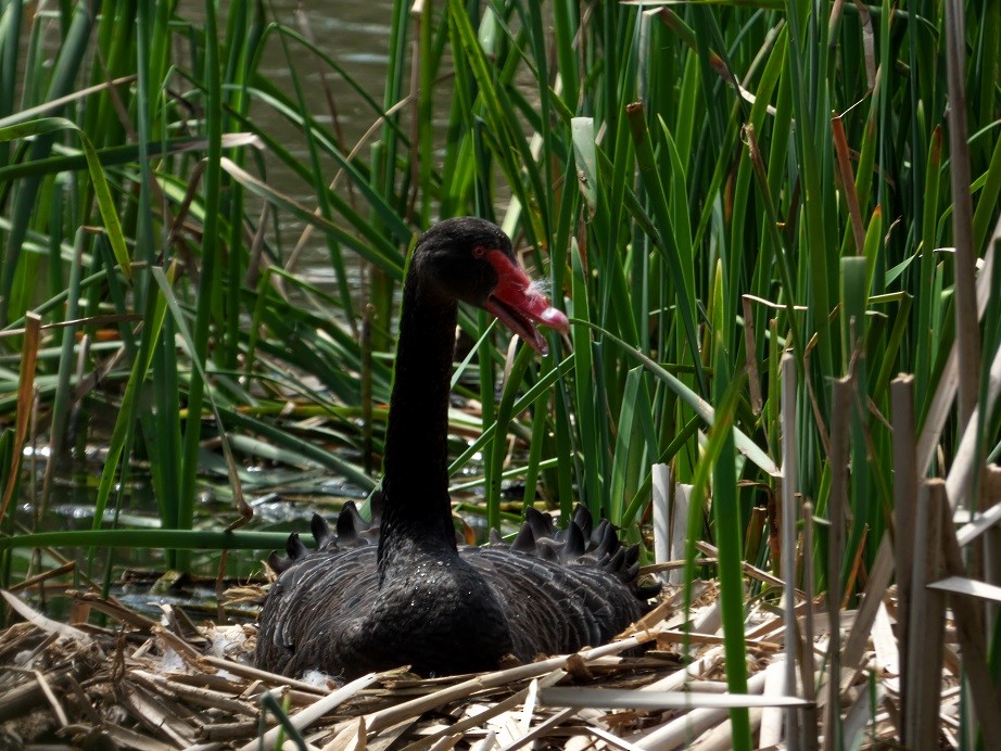 Black Swan - ML182221221