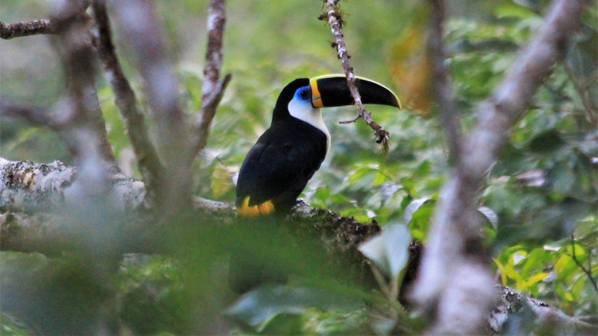 Channel-billed Toucan - Anonymous