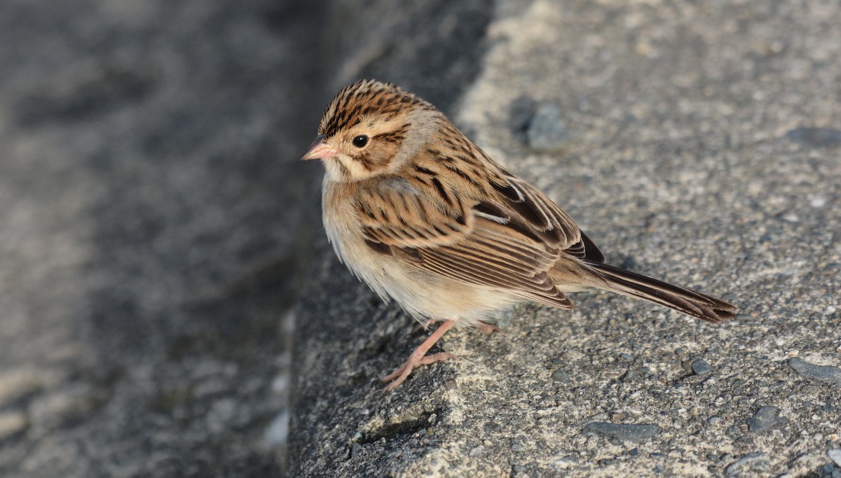 Clay-colored Sparrow - Sabine Decamp