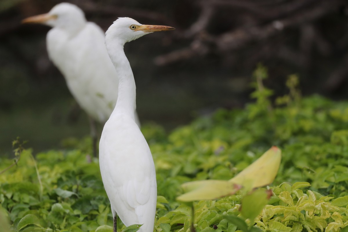 Eastern Cattle Egret - Ting-Wei (廷維) HUNG (洪)