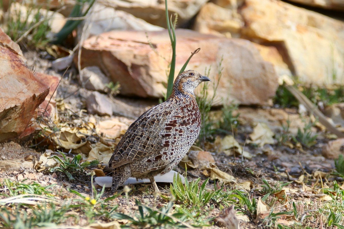 Gray-winged Francolin - Krista Oswald