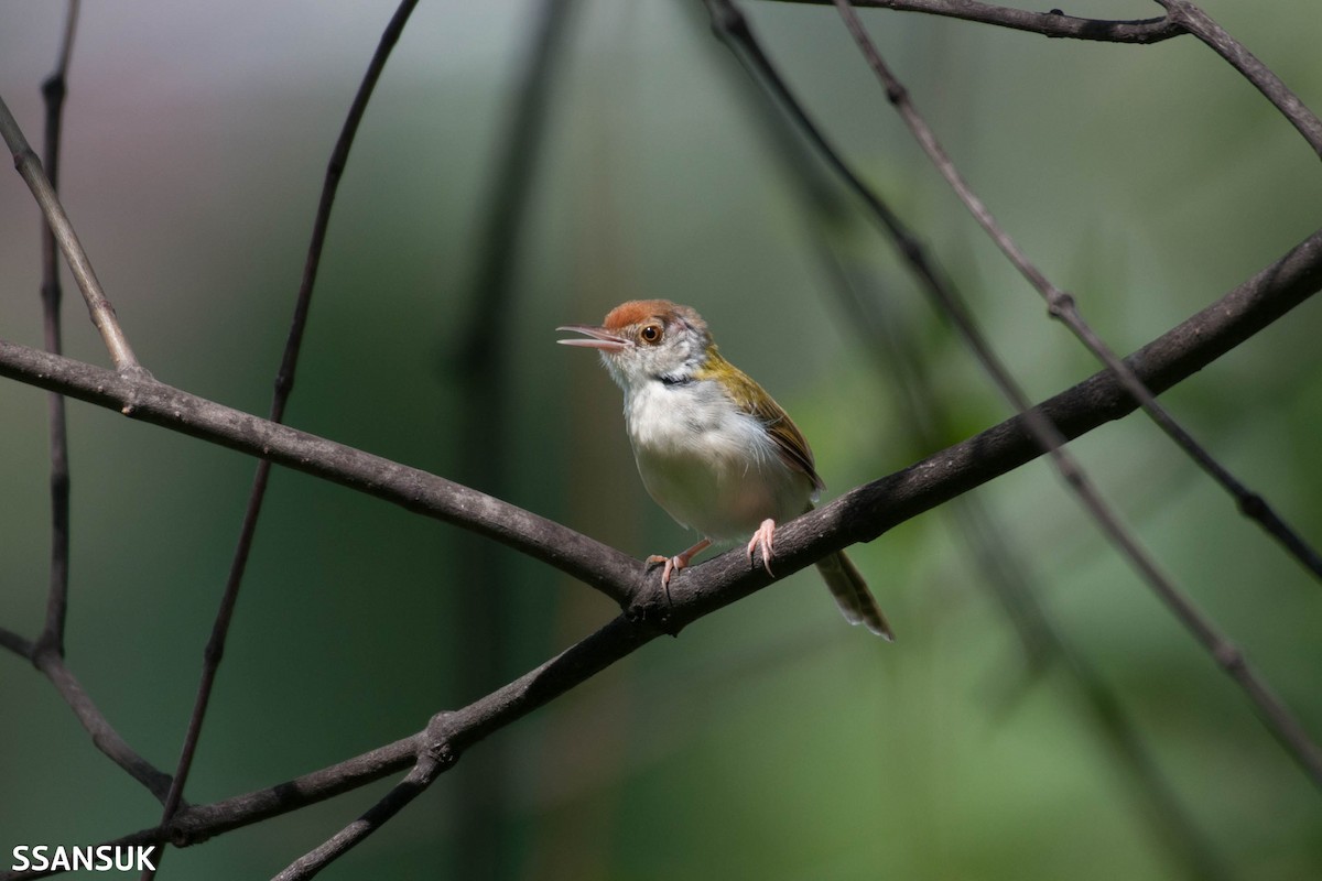 Common Tailorbird - Sakkarin Sansuk