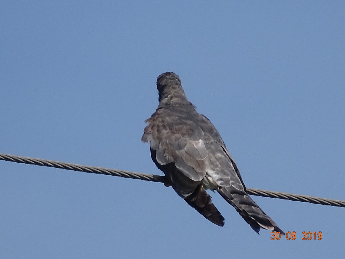 Common Hawk-Cuckoo - ML182231441