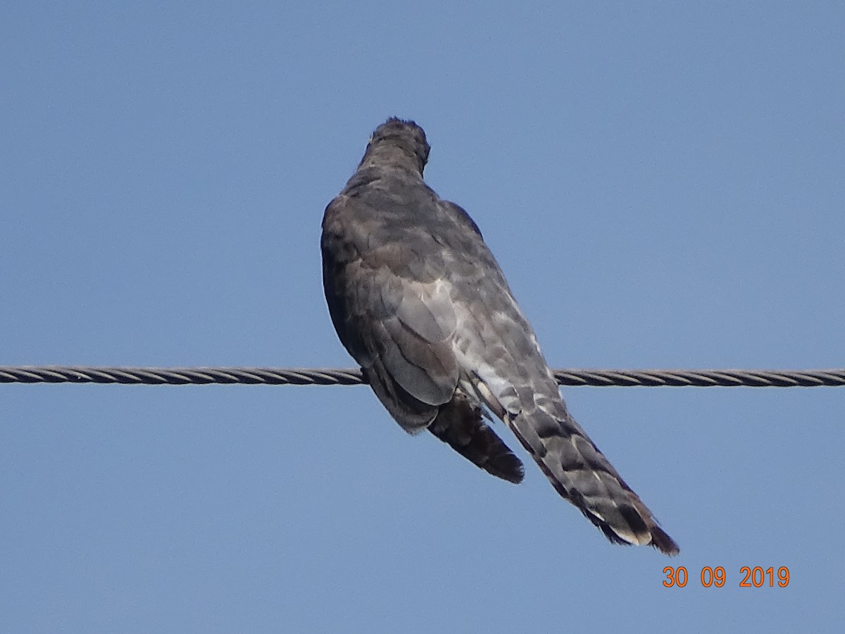 Common Hawk-Cuckoo - ML182231451