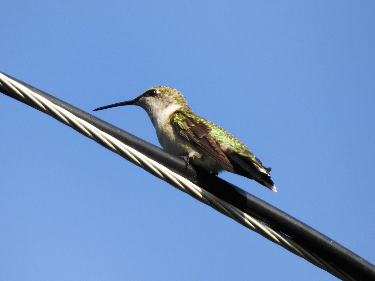 Ruby-throated Hummingbird - ML182236311