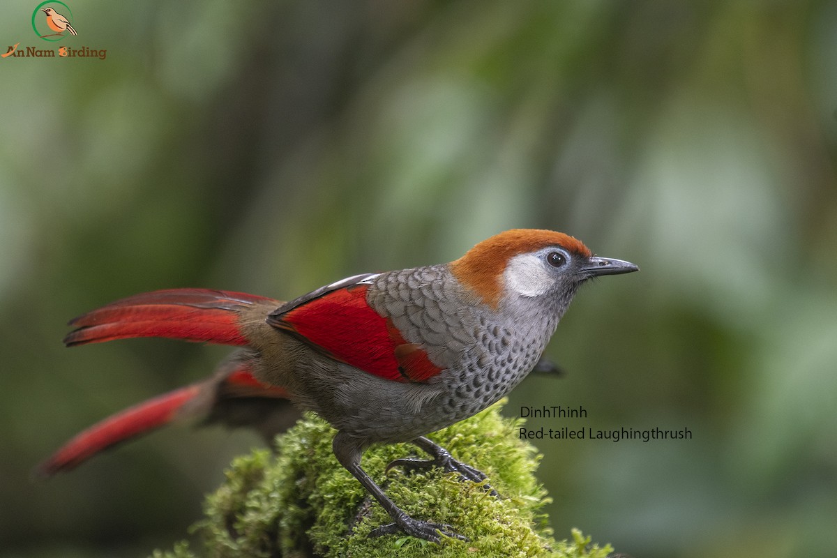 Red-tailed Laughingthrush - Dinh Thinh
