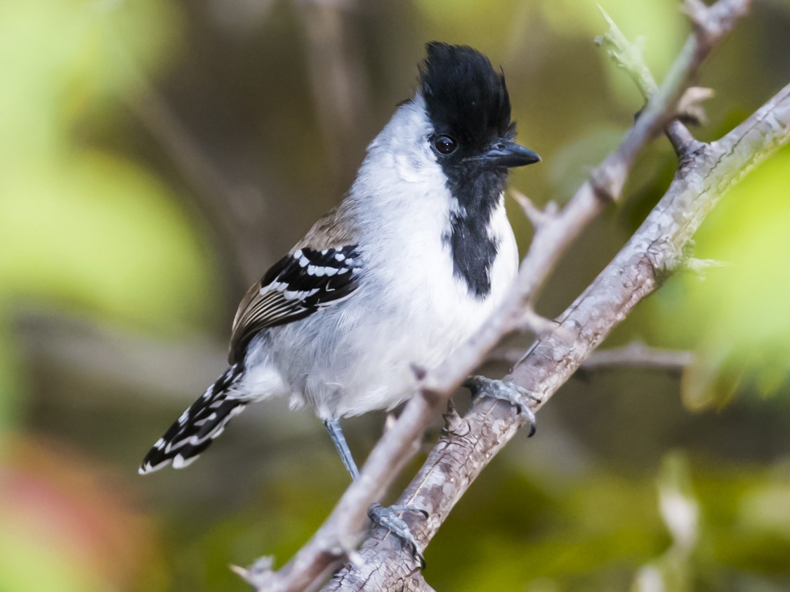 choca-do-nordeste - eBird